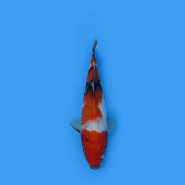 31CM - SHOWA