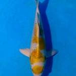  26cm Maruten hariwake inazuma..joss