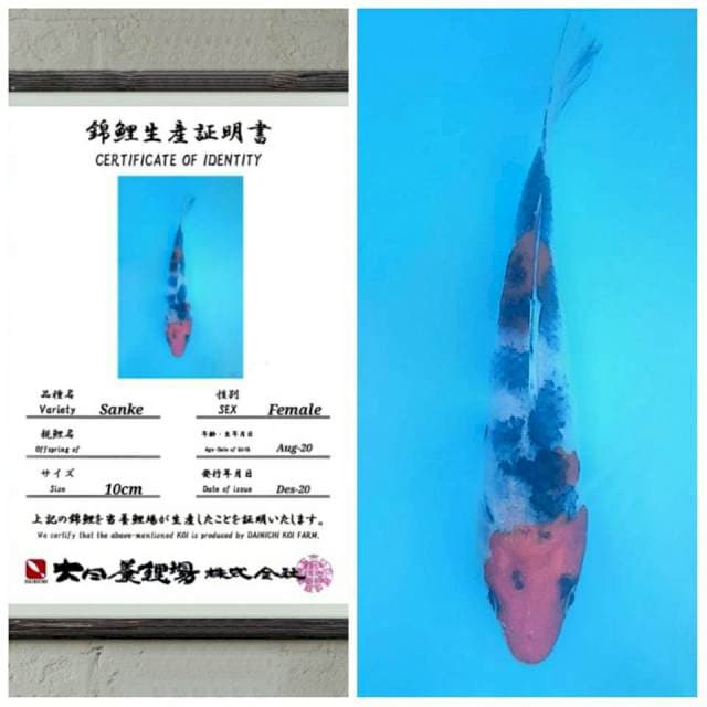 Sanke Import dainichi 15bu