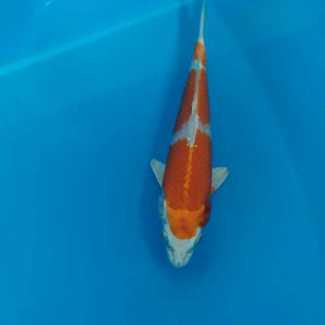 kohaku hikari 21 cm