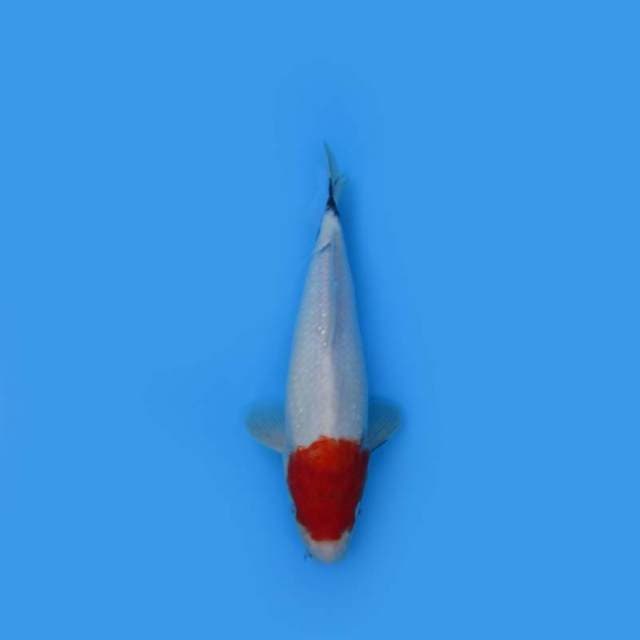 28CM - SHOWA