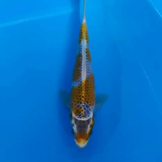 antik 21 cm