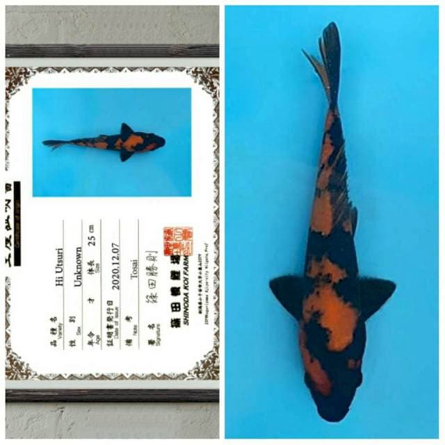 Hi utsuri shinoda 30cm