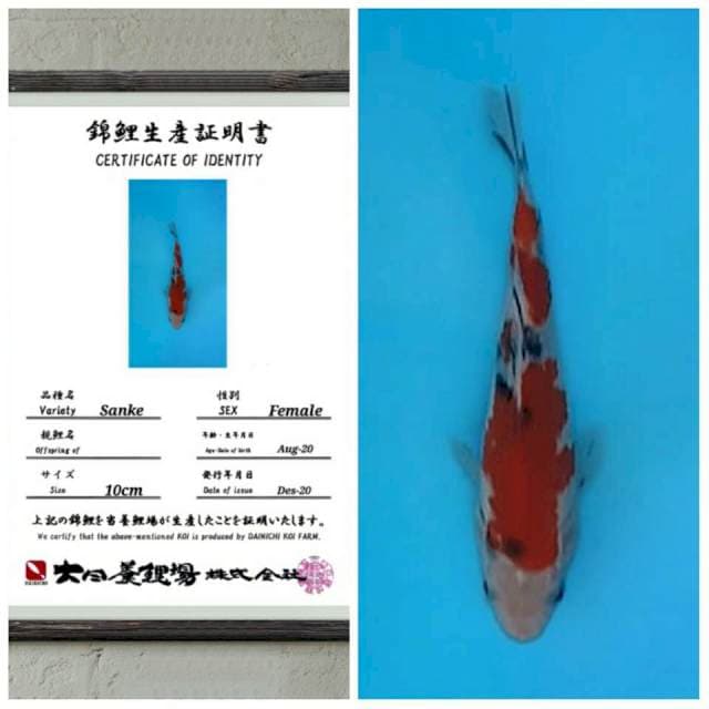 RA collection DAINICHI sanke 15bu