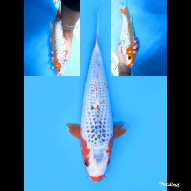 Asagi Tategoi , 33cm 