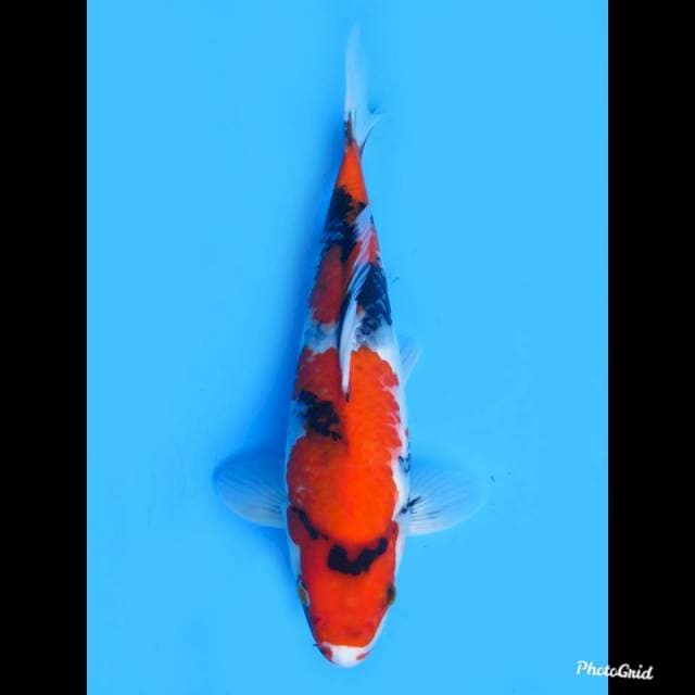 Red Showa Sanshoku🔥🔥 , 35cm 