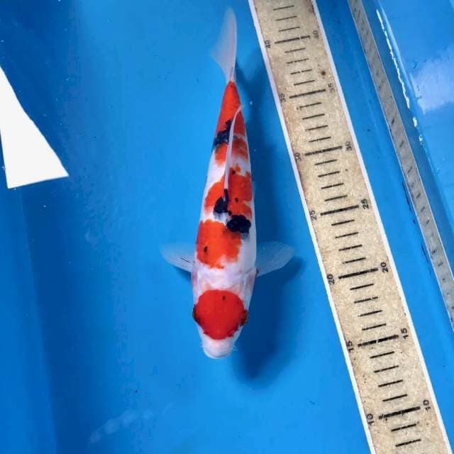 Maruten Sanke, 25 cm