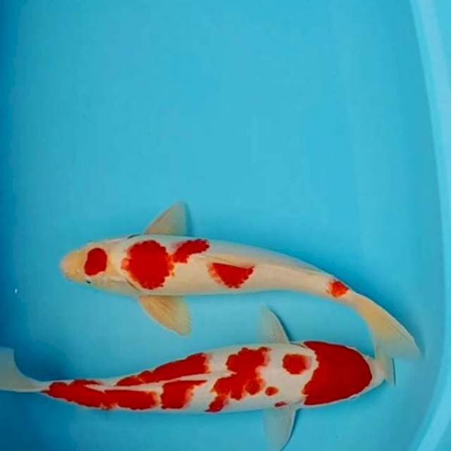 Kohaku Male & Female. 39cm & 42cm