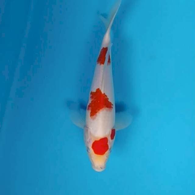 Maruten Kohaku ~30