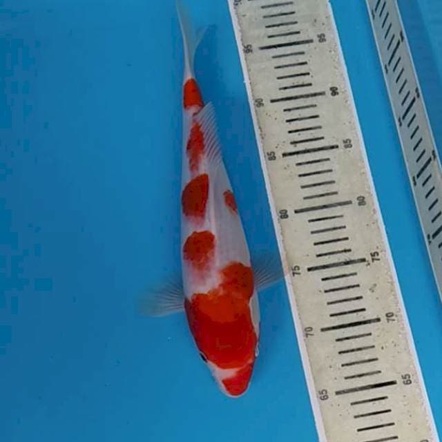 Kohaku ~33
