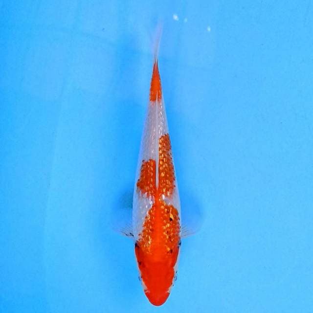 Matsukawabake ginrin 17 cm