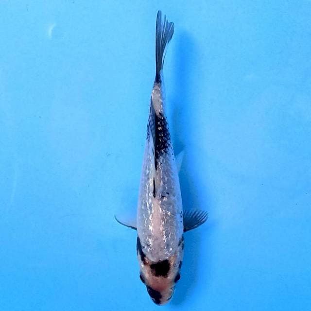 Shiro Ginrin 17 cm