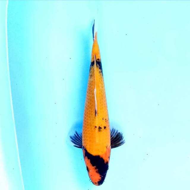 Ki Showa 23 cm