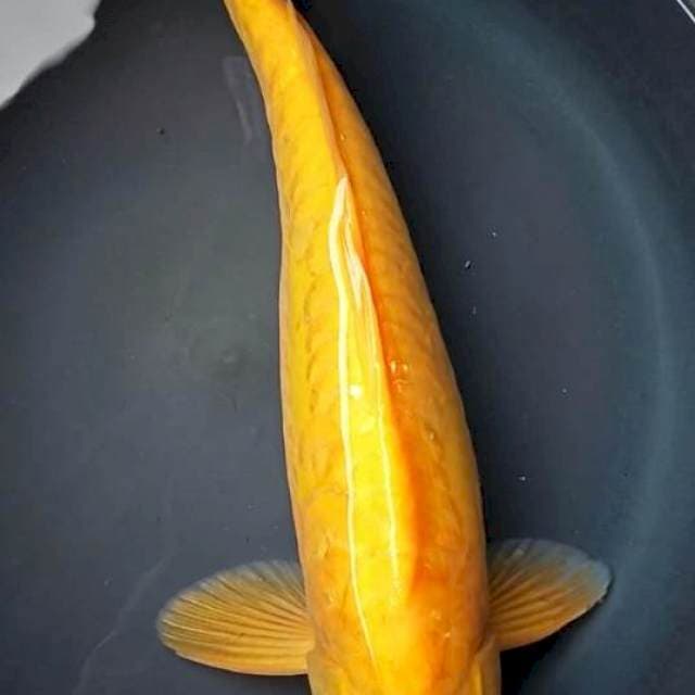 KARASHI DOITSU ARAGOKE BULKY JUMBO 41 Cm,  JANTAN