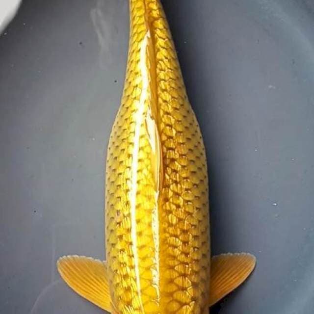 CHAGOI GINRIN BULKY 39 Cm