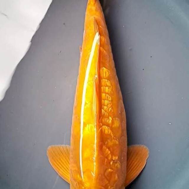 CHAGOI DOITSU ARAGOKE GINRIN BULKY 37 Cm,  JANTAN