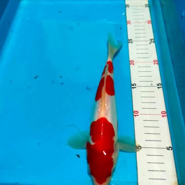 Doitsu kohaku merah merona