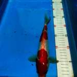 Doitsu kohaku merah merona