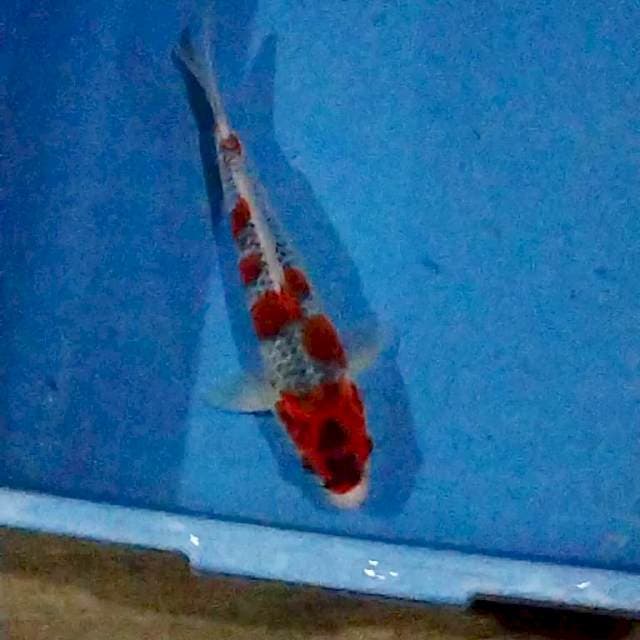 Goshiki 23cm
