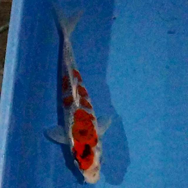 Goshiki 25cm Fm