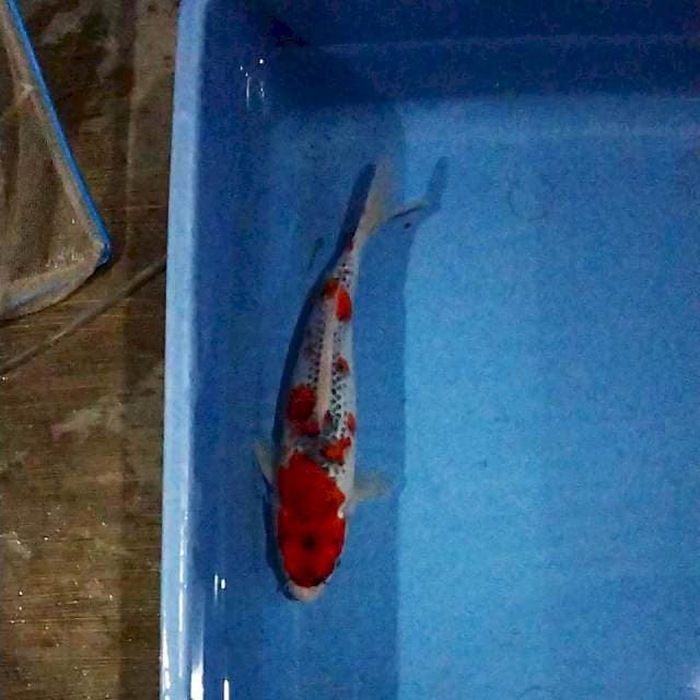 Goshiki Racing 25cm
