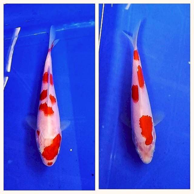 Kohaku