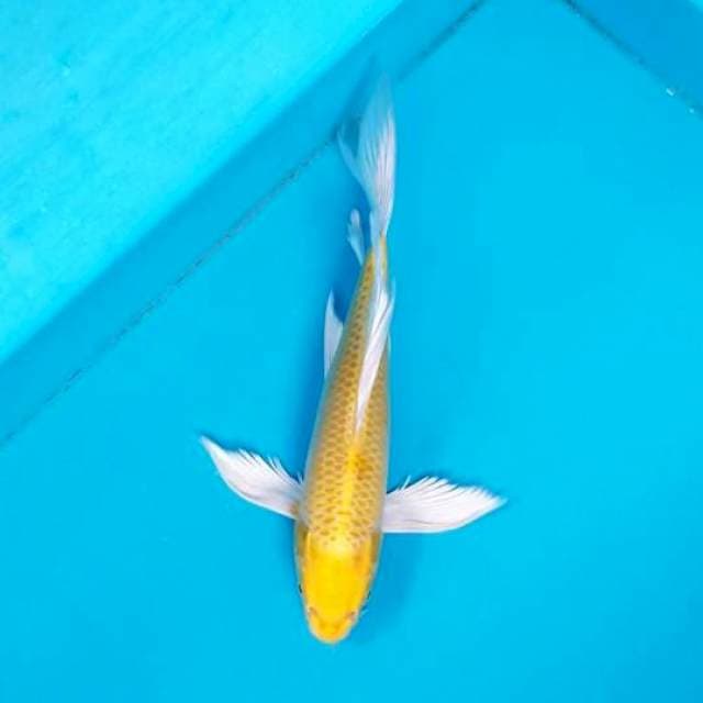 KUMPAY OGON 28 CM