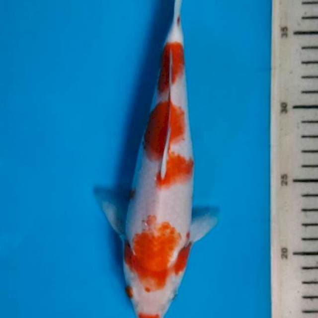 Kuhaku 24cm