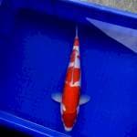 Kohaku Female 40cm