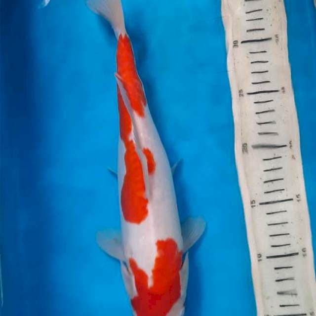 Kuhaku doit 33cm