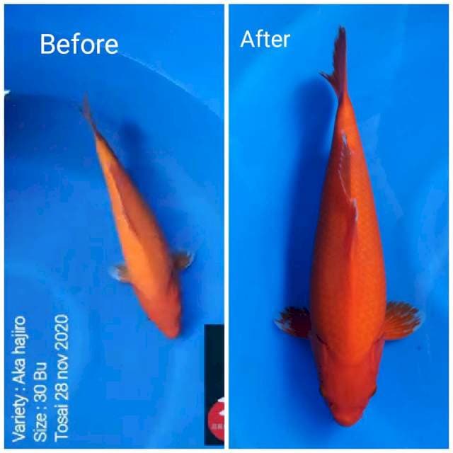 Bloodline Dainichi Super growth