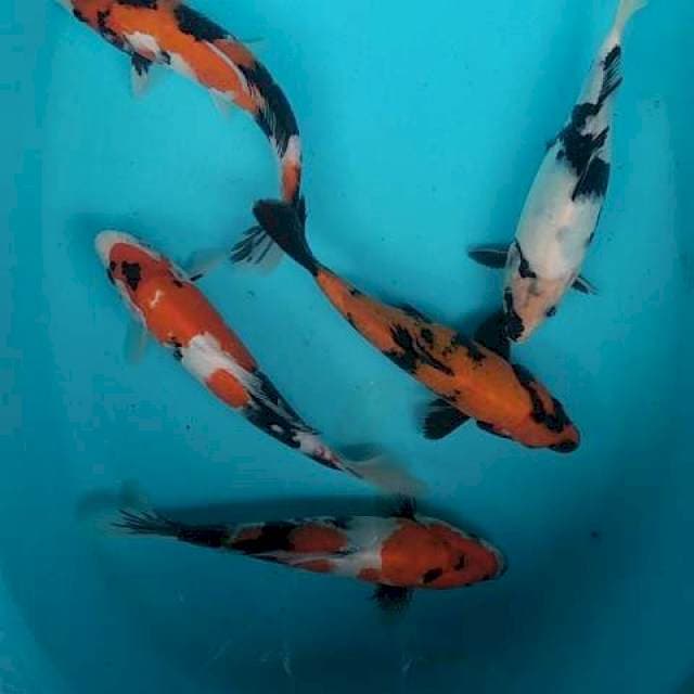 Mix Showa, Shiro, utsuri