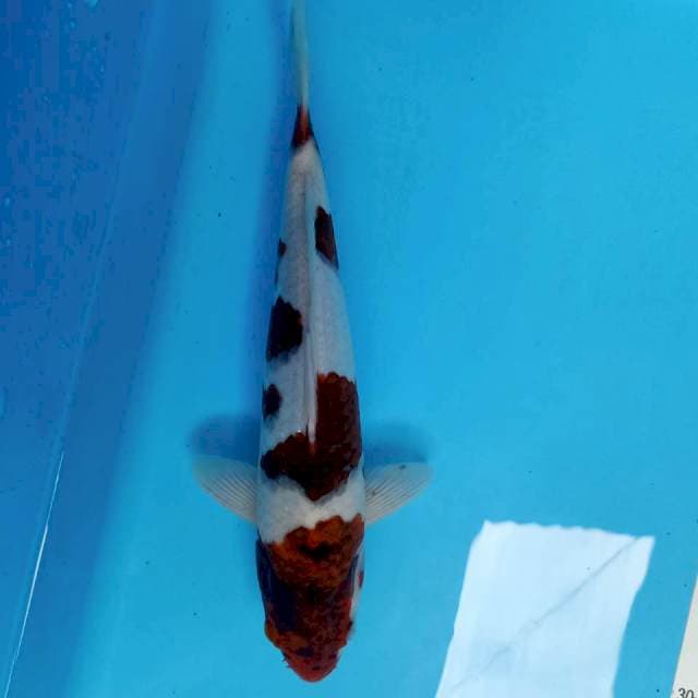 AI goromo 28cm