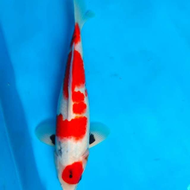 Showa 31cm
