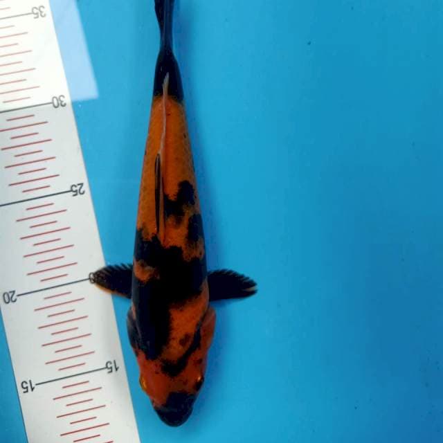 Hi Utsuri 25cm.HQ