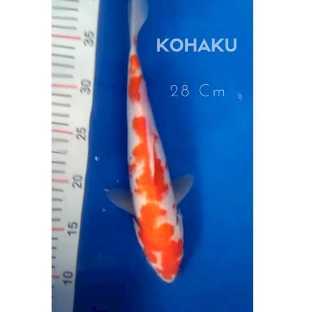 Kohaku 28 cm