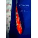 Kohaku 28 cm