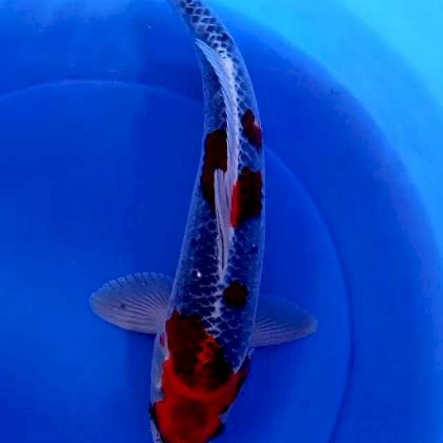 Red strong M 40 cm