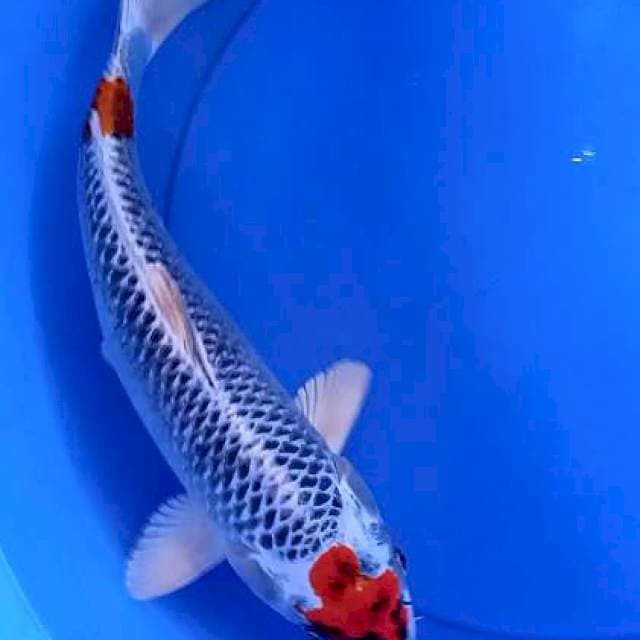 Kujaku 40 bu