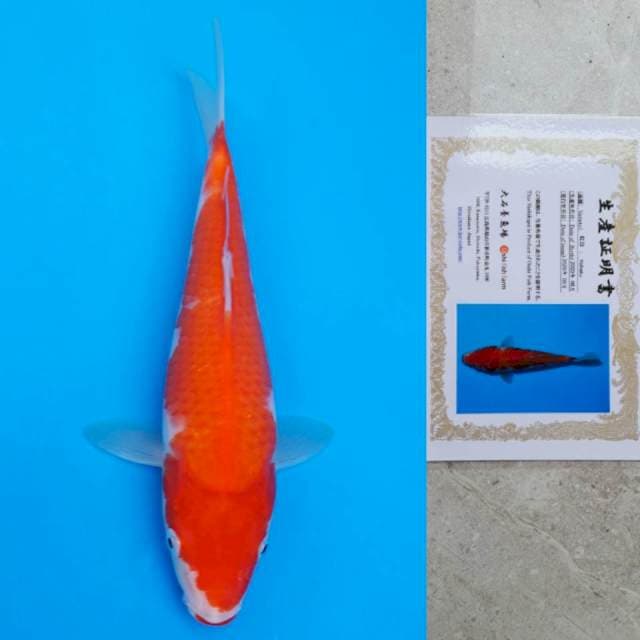 oishi kohaku 25cm serti