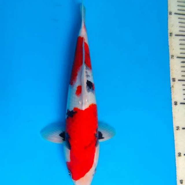 Showa 34cm