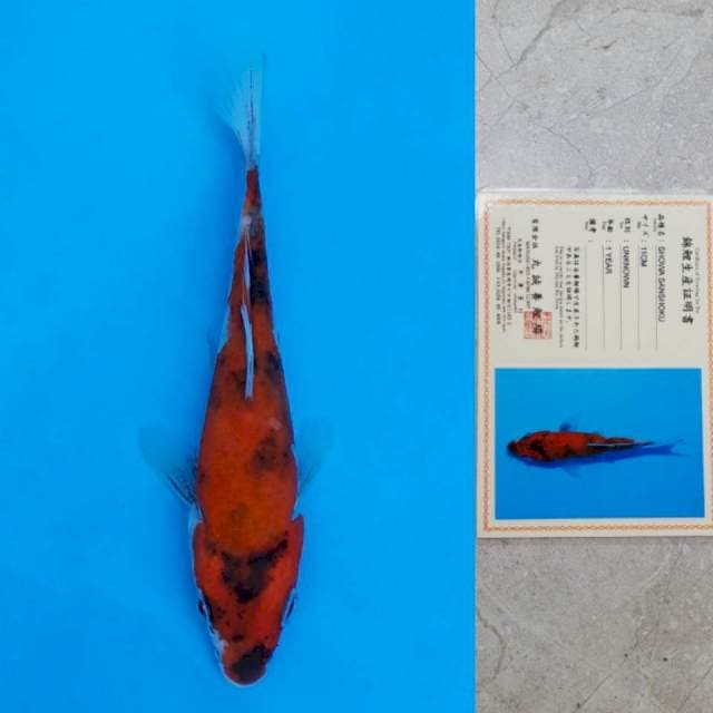 marusei 14cm serti