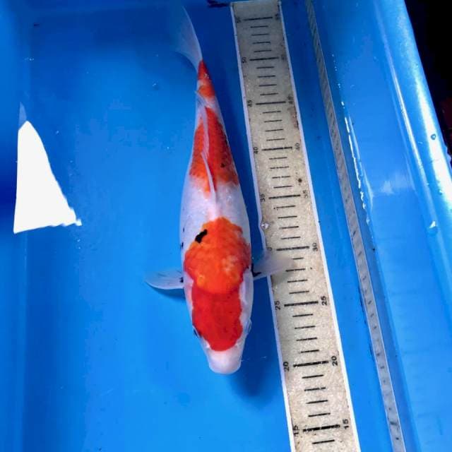Showa, 35 cm