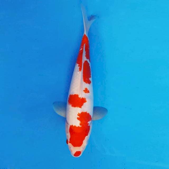 AKIRA 1 - Kohaku Kucibeni ®
