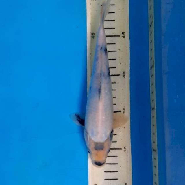 Shiro tategoi 22cm