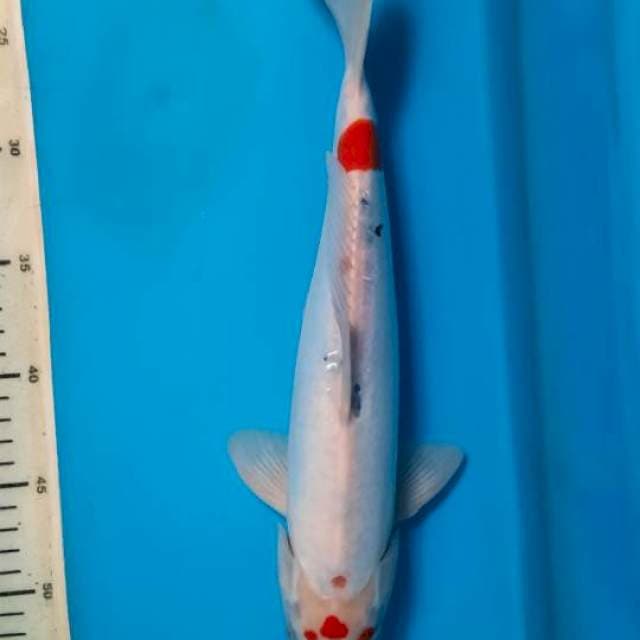 Showa doitsu tategoi 34cm