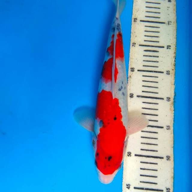 Showa 32cm