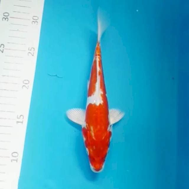 Kiko