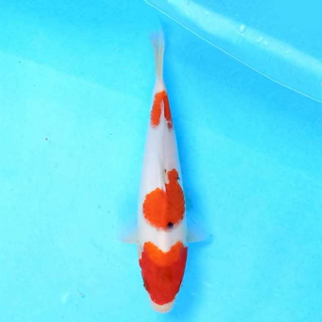 Sanke 23 cm