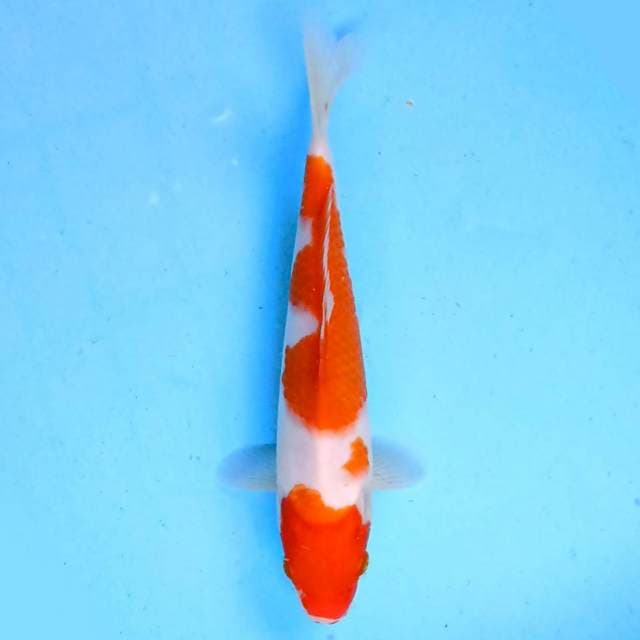 Kohaku 24 cm